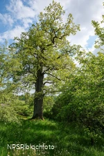 Stieleiche in Meschede-Laer