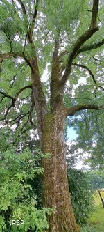 Esche in Hemer