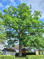 Eiche in Schmallenberg-Oberhenneborn
