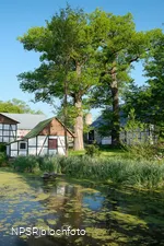 Eiche in Meschede-Vellinghausen