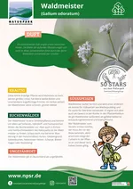 44_Waldmeister