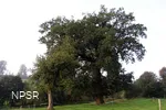 Eiche in Halver-Schlachtenrade