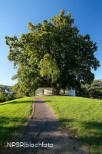 Winterlinde in Eslohe-Wenholthausen, Eibelkapelle