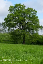 Eiche Hemer, Gut Bäingsen