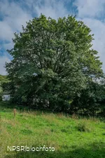 Berg-Ahorn in Herscheid