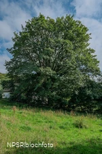 Berg-Ahorn in Herscheid