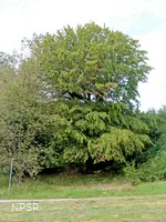 Gemeine Hainbuche in Lüdenscheid