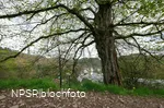Gemeine Hainbuche in Lüdenscheid nördl. Brüninghausen-Vusmecke