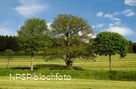 Stieleiche in Schmallenberg-Kirchilpe