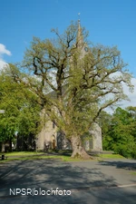 Stieleiche in Eslohe-Reiste