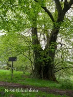 Gerichtslinde Neuenhof Stilleking in Lüdenscheid
