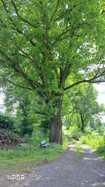 Eiche in Halver