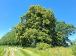 Winterlinde Schmallenberg-Grafschaft