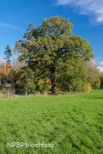 Eiche Hemer, Gut Bäingsen