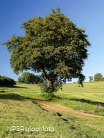 Schwarz-Erle in Balve-Garbeck