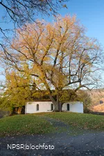 Winterlinde in Eslohe-Wenholthausen, Eibelkapelle