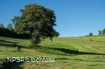 Schwarz-Erle in Balve-Garbeck