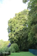 Rotbuche in Hemer