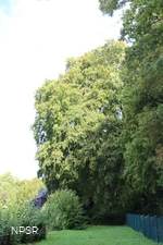 Rotbuche in Hemer