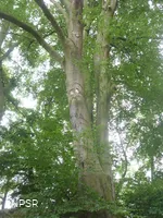 Rotbuche in Hemer zwischen Brockhausen und Bäingsen