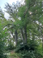 Rotbuche in Hemer zwischen Brockhausen und Bäingsen