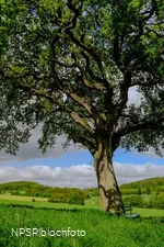 Stieleiche in Sundern-Amecke