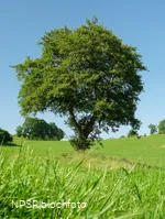 Schwarz-Erle in Balve-Garbeck