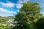 Gemeine Hainbuche in Lüdenscheid nördl. Brüninghausen-Vusmecke