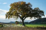 Stieleiche in Sundern-Amecke