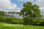 Eiche Hemer, Gut Bäingsen