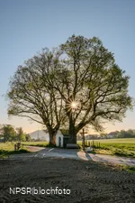 Linde Schmallenberg-Fleckenberg