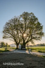 Linde Schmallenberg-Fleckenberg