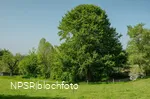 Rotbuche Iserlohn, Im Roland