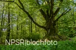 Eine imposante Erscheinung - die Dicke Buche in Krombach