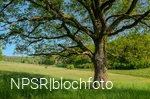 Eiche am Golfplatz im Berghäuser Tal