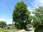 Die Backeseiche in Oberheuslingen