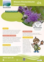 46_Wiesen-Flockenblume