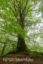 Auf der Ruine Borghausen wächst diese dicke Rotbuche.