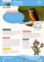 06_Eisvogel