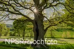 Eiche bei Nierentrop