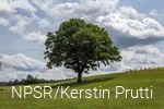 Spendet auch heute noch dem Vieh Schatten - unser Generationenbaum in Altenwenden