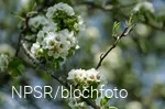 Holzbirne Blüte