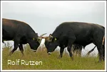 Heckrinder, die Könige des Stillekings