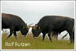 Heckrinder, die Könige des Stillekings
