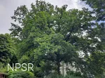 Naturdenkmal auf einem Privatgrundstück in Hilchenbach