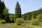 37_H_Schwarzbachtal-Haupt A.Klein.jpg