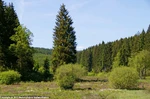 37_H_Schwarzbachtal-Haupt A.Klein.jpg