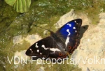 Schillerfalter am Fluss