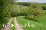 Nahe der SGV-Hütte Helden kommen Wanderer an unserem Generationenbaum vorbei.