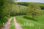 Nahe der SGV-Hütte Helden kommen Wanderer an unserem Generationenbaum vorbei.